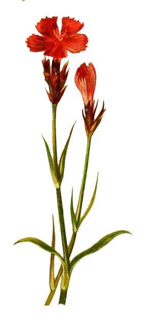 复古插画