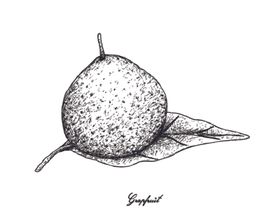 素描水果