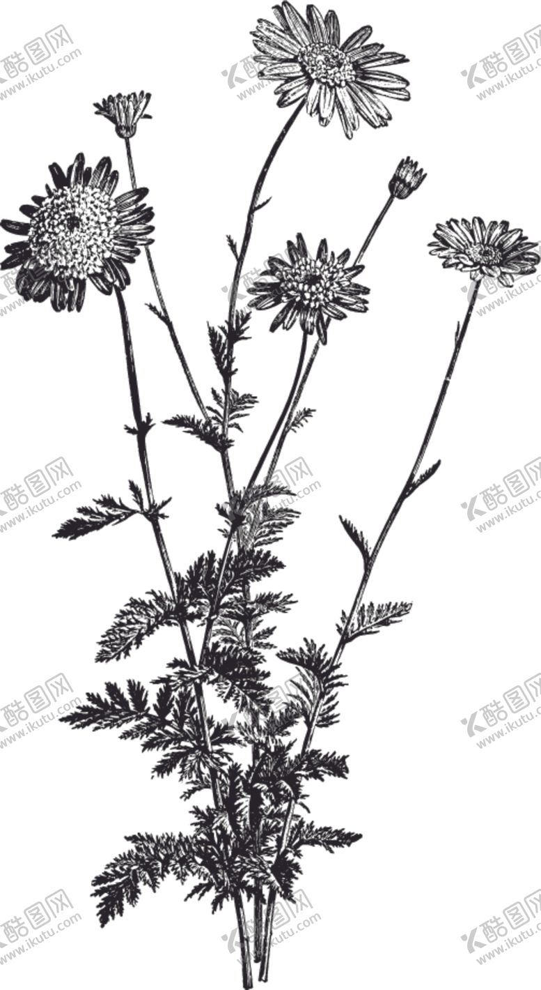 编号：14801709281037157405【酷图网】源文件下载-线描植物