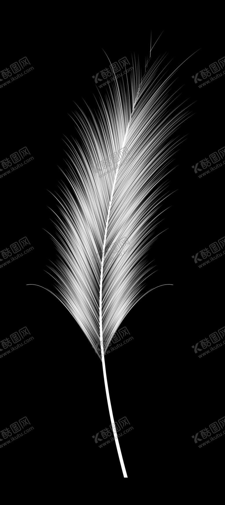 编号：52770310210200209711【酷图网】源文件下载-羽毛