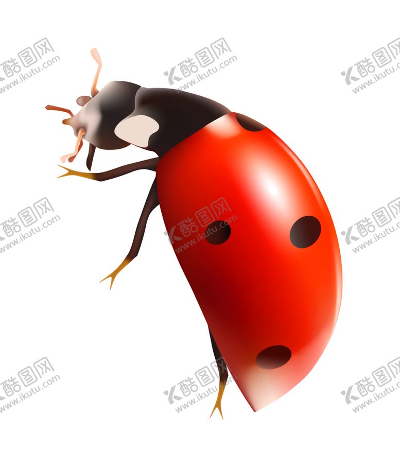 编号：74038301262059043133【酷图网】源文件下载-瓢虫