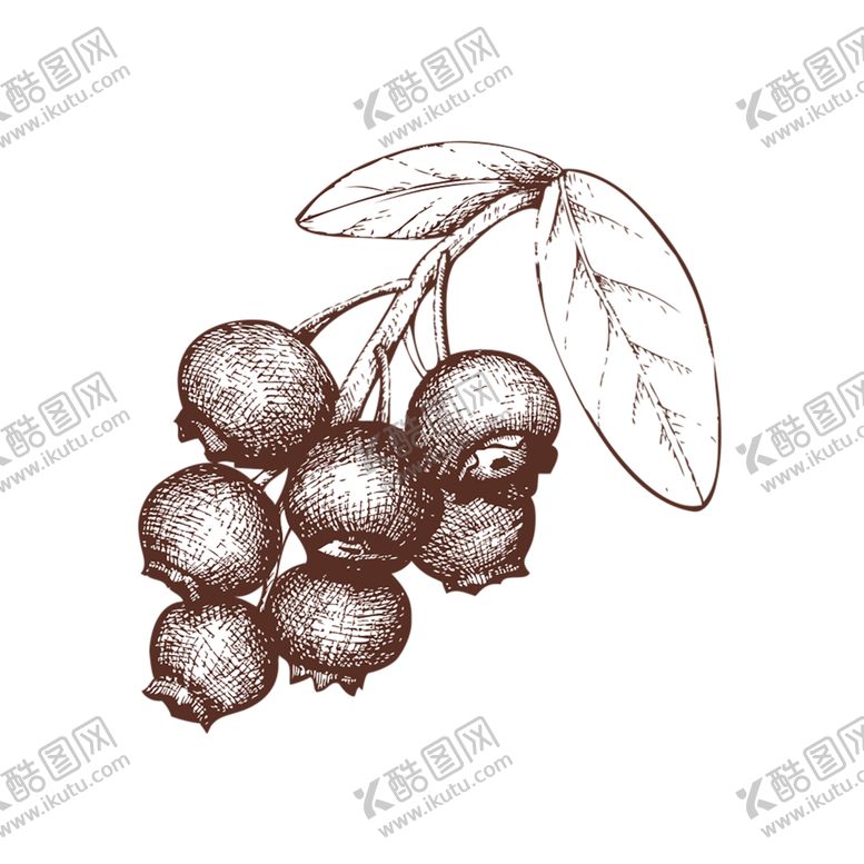 编号：32332009161548402879【酷图网】源文件下载-水果