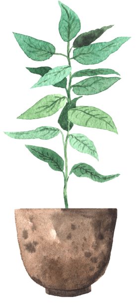 绿色家庭植物