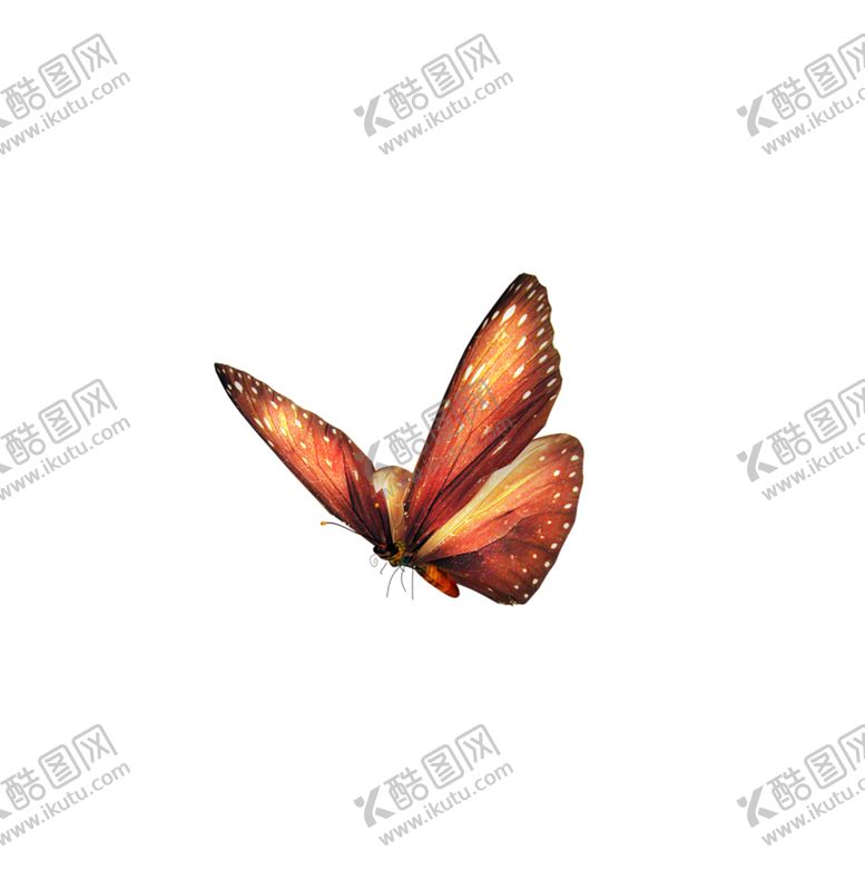 编号：61715910260302573906【酷图网】源文件下载-蝴蝶素材