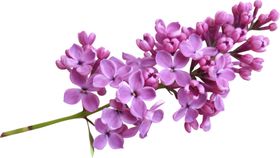 丁香花