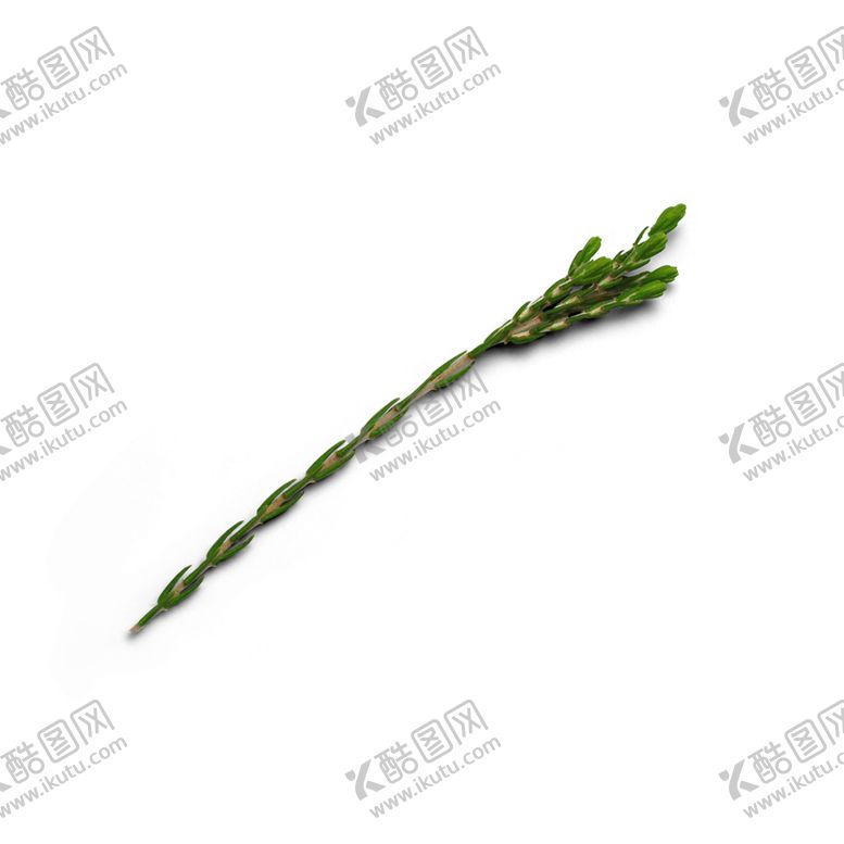 编号：64794506251643481408【酷图网】源文件下载-松针