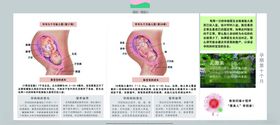 孕妈妈及胎宝宝变化第十个月