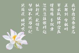 荷花配图