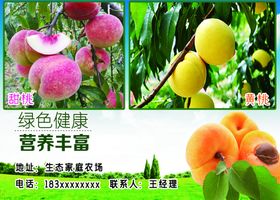 黄桃水蜜桃甜桃不干胶桃