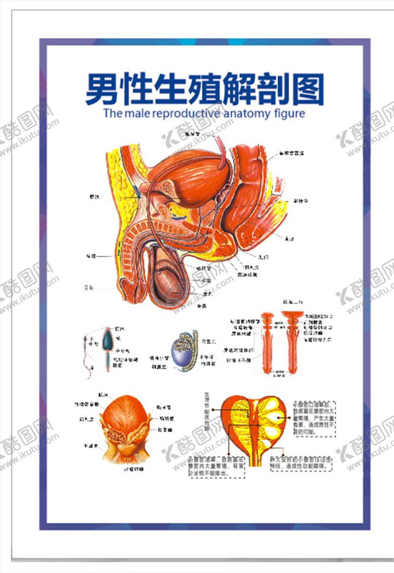 编号：64054204191351393623【酷图网】源文件下载-解剖图