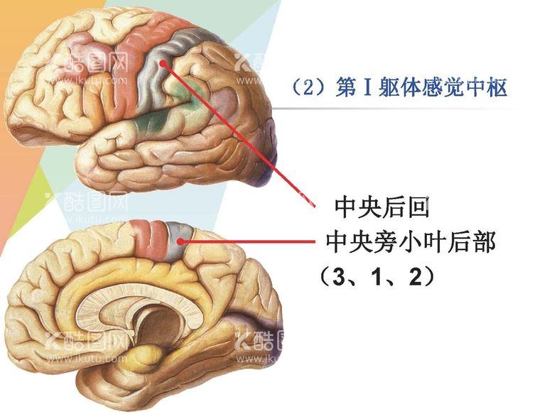 编号：86068411190954372207【酷图网】源文件下载-大脑解剖图 