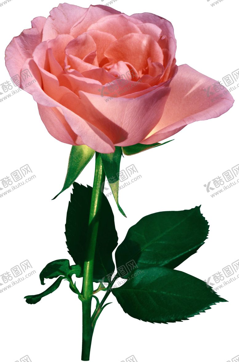 编号：82383809220518535388【酷图网】源文件下载-鲜花素材