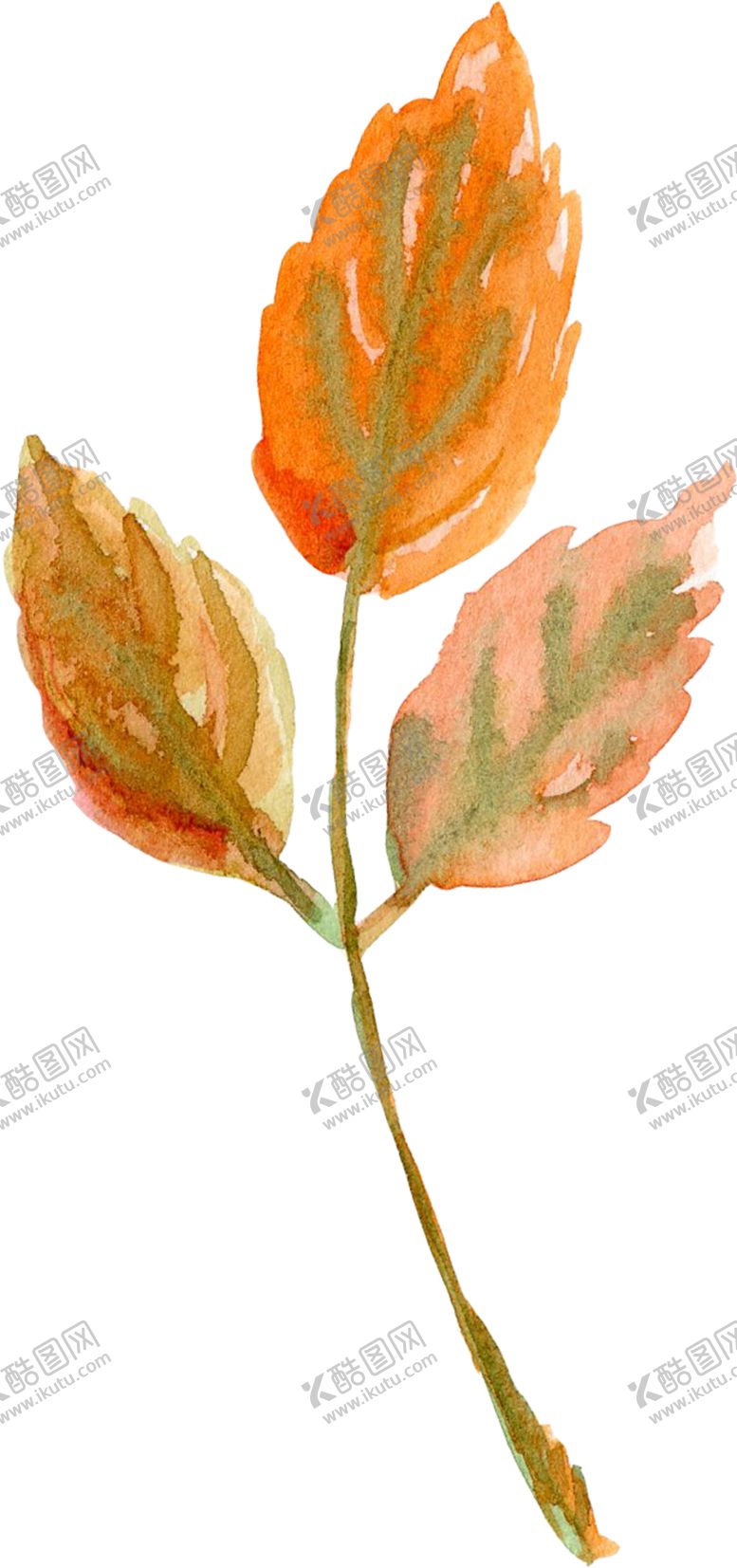 编号：53103205190432374506【酷图网】源文件下载-水彩植物花朵装饰