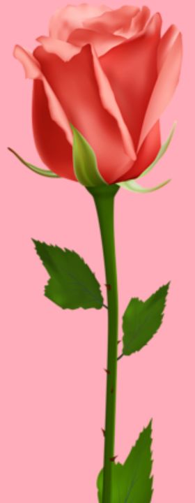 玫瑰花