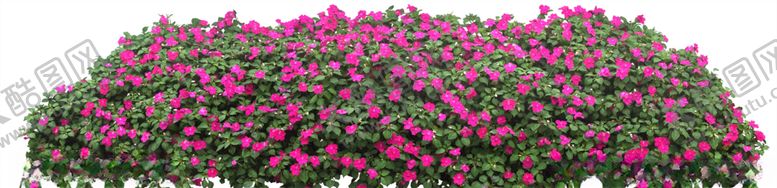 编号：56289509270746564000【酷图网】源文件下载-小花贴图素材红花