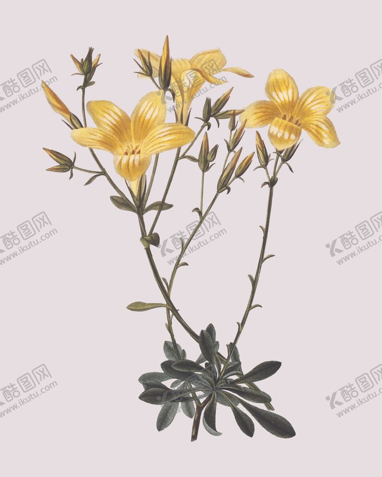 编号：13676910071840139254【酷图网】源文件下载-花卉植物主题