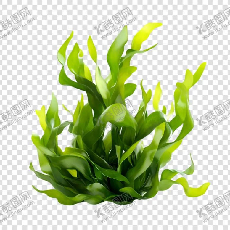 编号：51693601310127374604【酷图网】源文件下载-水草