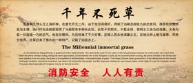 宝云寺千年不死草