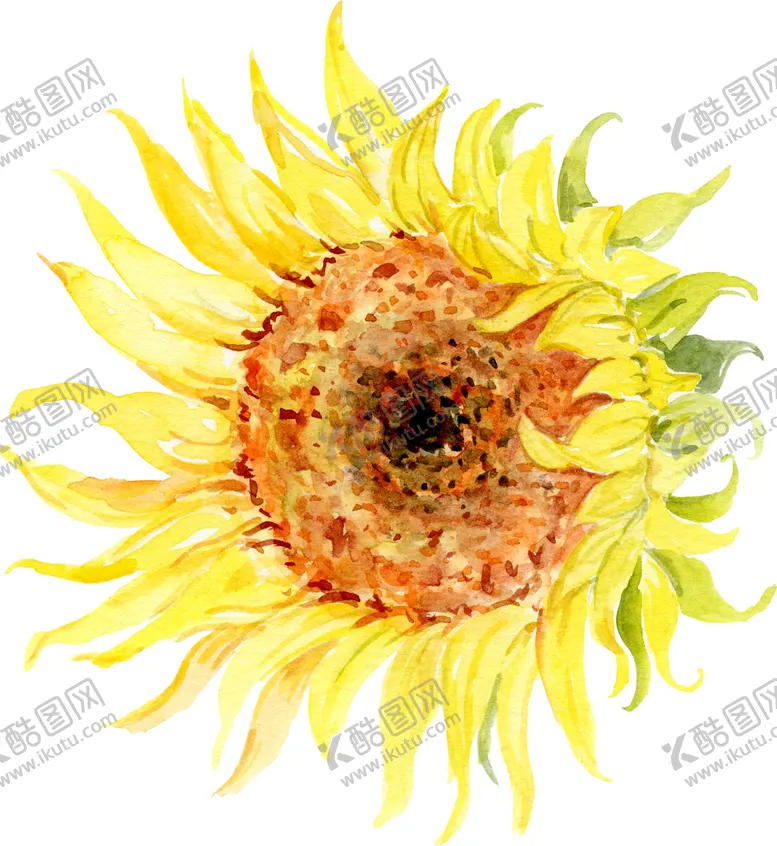 编号：99210705080632599773【酷图网】源文件下载-水彩植物花朵装饰