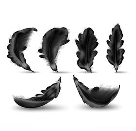 羽毛