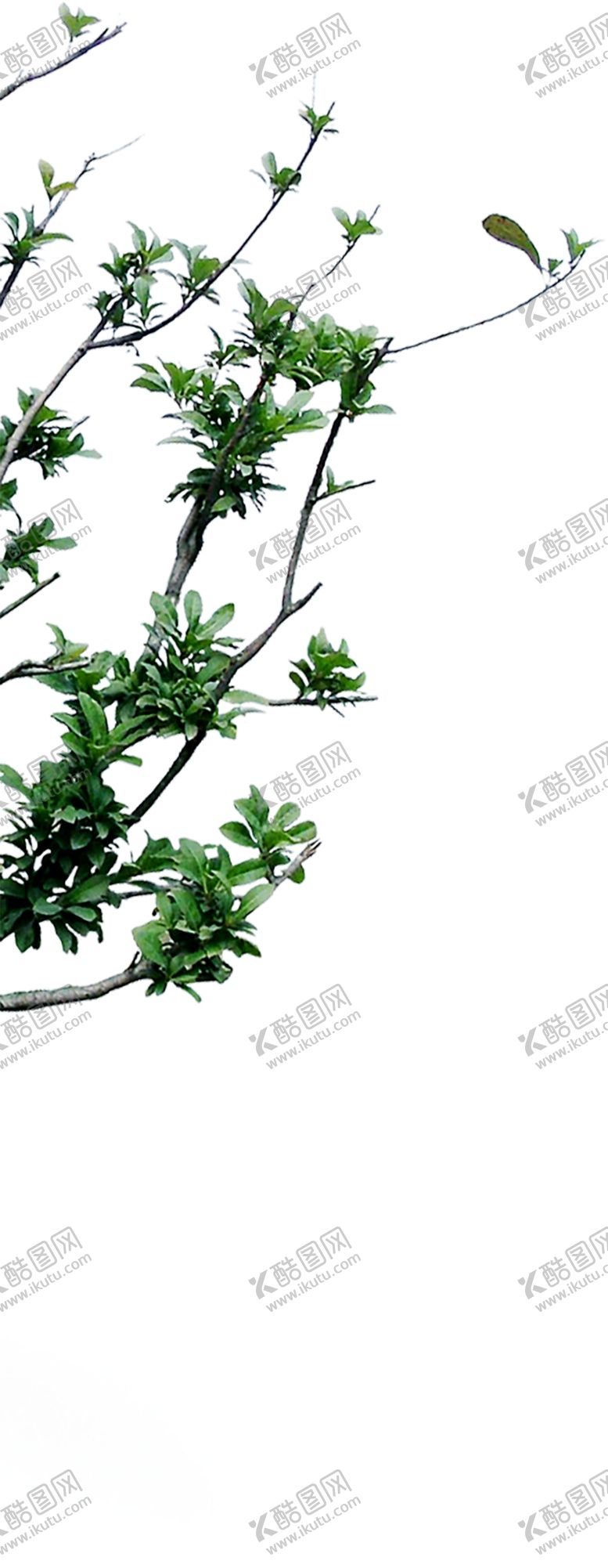 编号：74635911010643253809【酷图网】源文件下载-绿色装饰