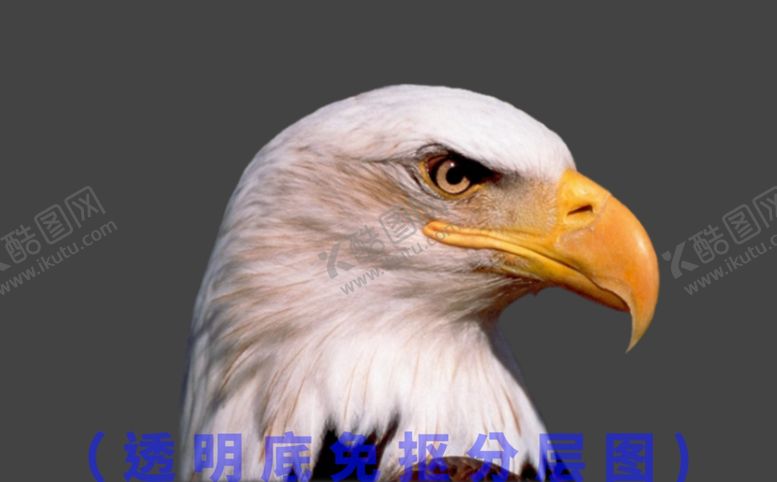 编号：96900407040339196557【酷图网】源文件下载-鹰鹰头老鹰动物合集动物