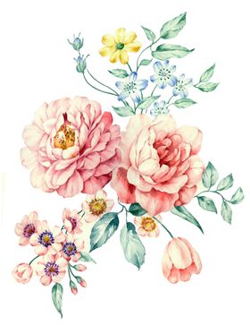 牡丹花