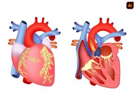 心脏医学插画