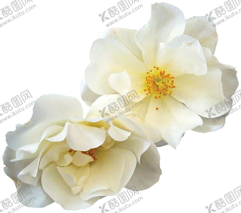 编号：60763705161523002322【酷图网】源文件下载-鲜花素材