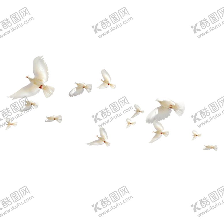 编号：34973510061438534507【酷图网】源文件下载-飞翔的鸽子
