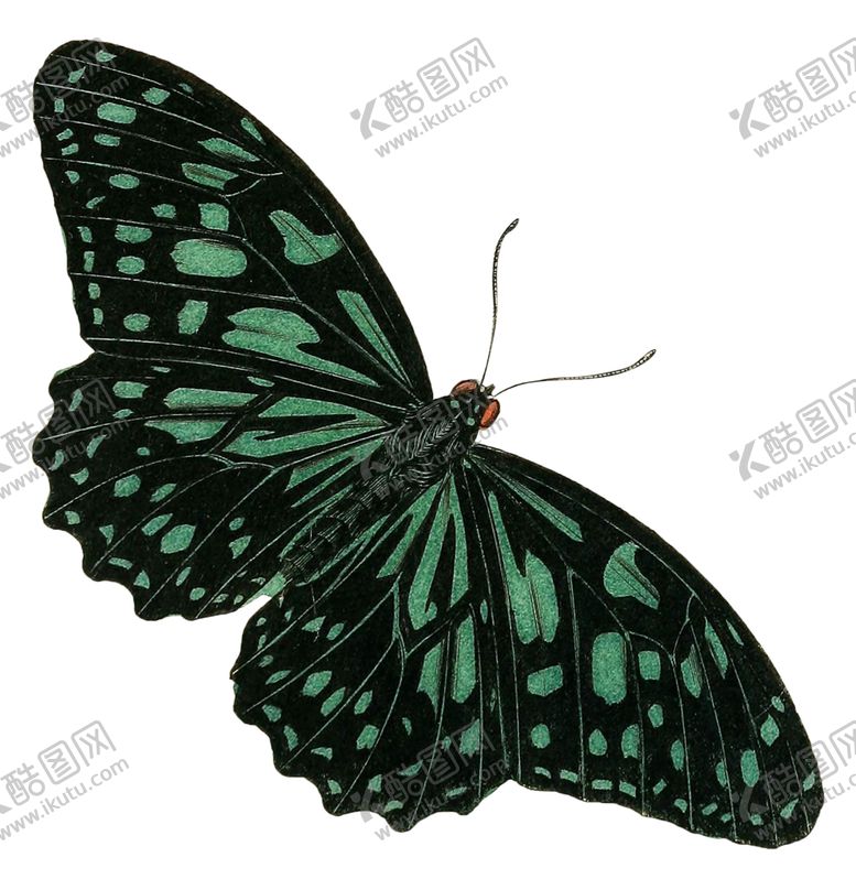 编号：98459002030144479475【酷图网】源文件下载-蝴蝶昆虫
