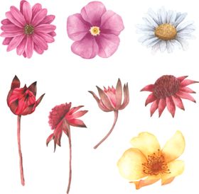 绿植花卉插画色盆景玫瑰水彩