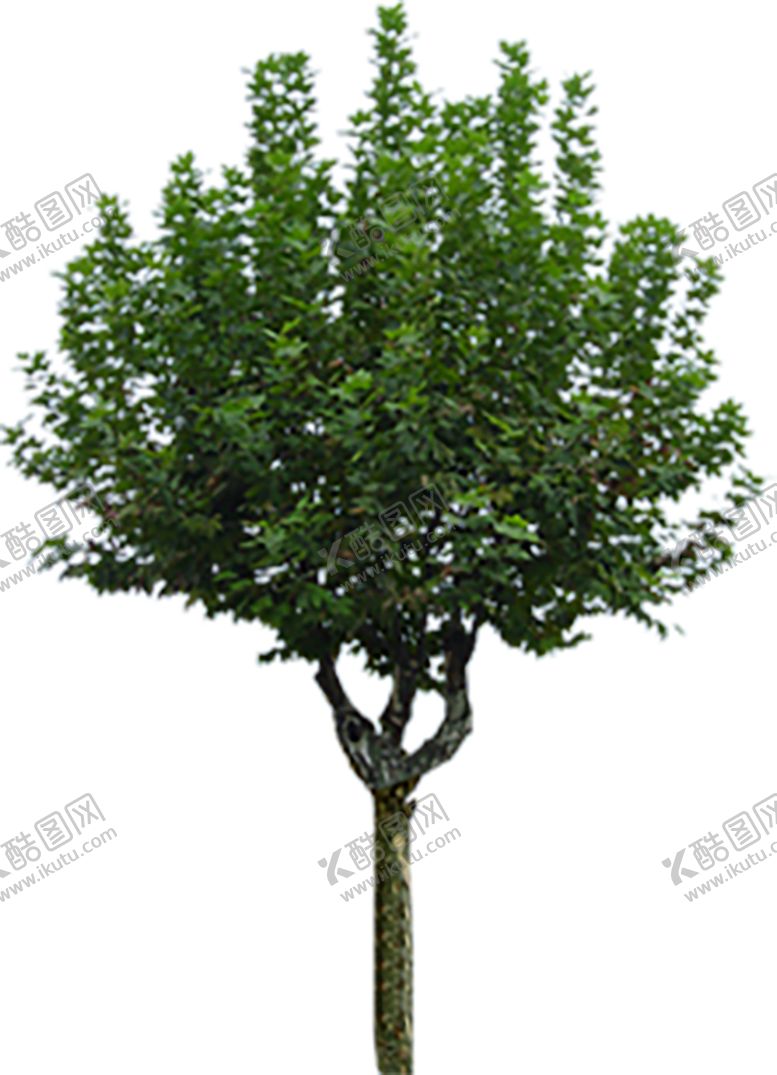 编号：39977310030057043758【酷图网】源文件下载-植物