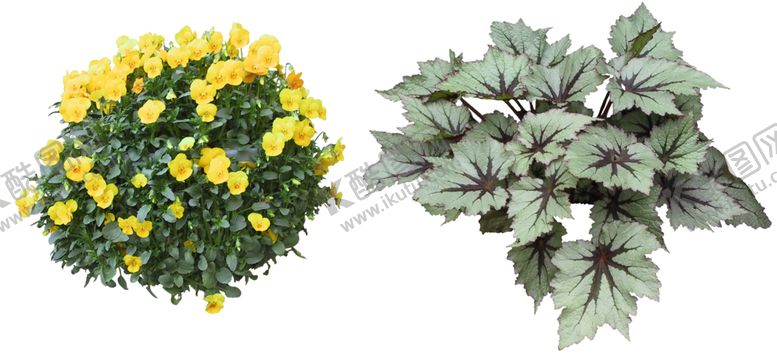 编号：31462410240113545282【酷图网】源文件下载-灌木植物