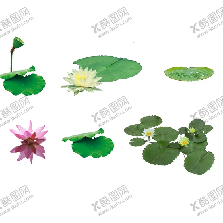编号：72371801260234041930【酷图网】源文件下载-荷花素材