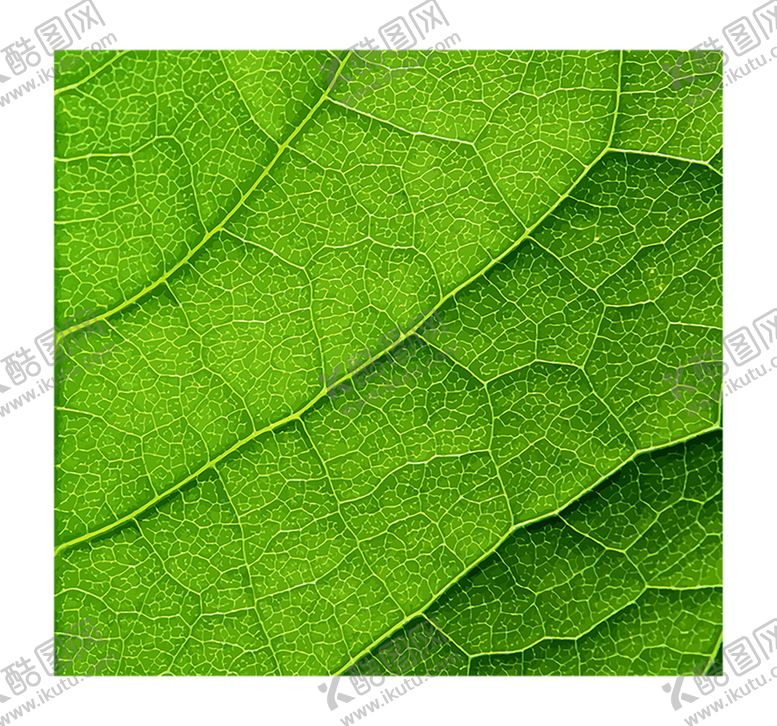 编号：69170109282205388006【酷图网】源文件下载-绿色背景