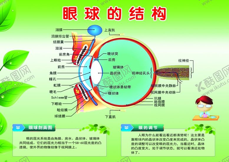 编号：24506509130717118536【酷图网】源文件下载-眼球的结购