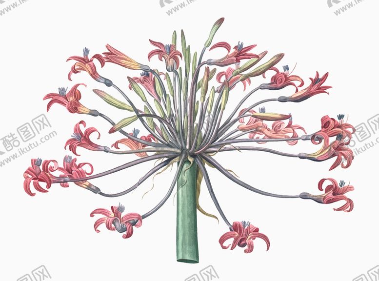 编号：13161411010358516787【酷图网】源文件下载-热带植物