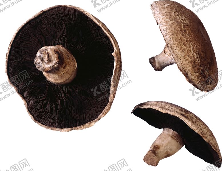 编号：94909609261811195593【酷图网】源文件下载-蘑菇素材