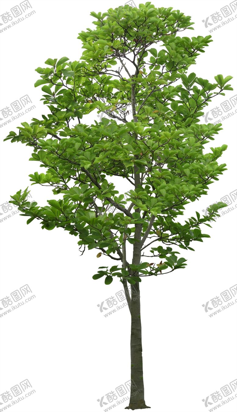 编号：77087510021526123795【酷图网】源文件下载-木兰灌木免扣