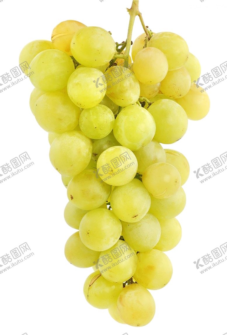 编号：37006310042309235068【酷图网】源文件下载-葡萄