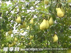 香蕉梨