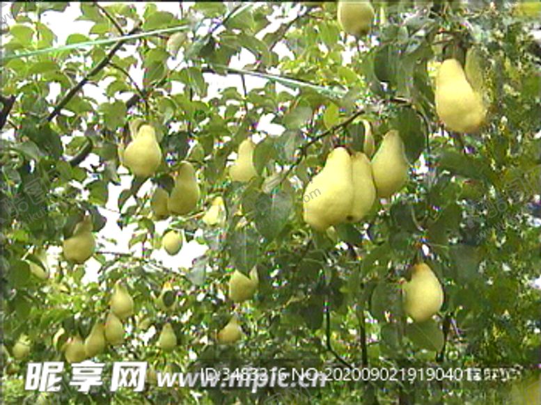 编号：20893307121310521918【酷图网】源文件下载-香蕉梨