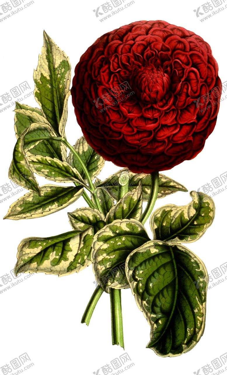 编号：96779510010755324129【酷图网】源文件下载-复古花朵植物图案