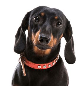 腊肠犬