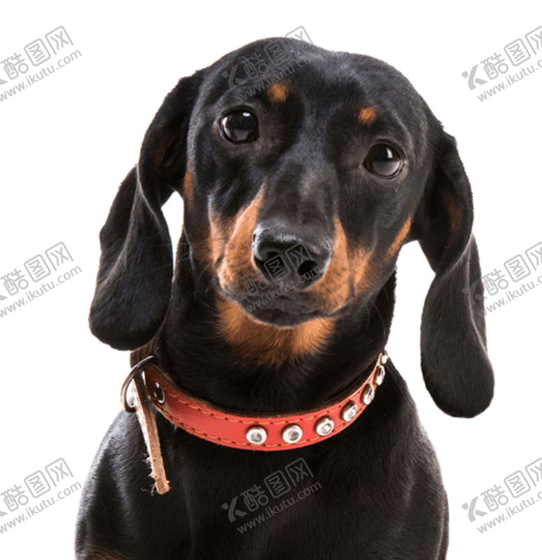 编号：42361005100225049118【酷图网】源文件下载-腊肠犬