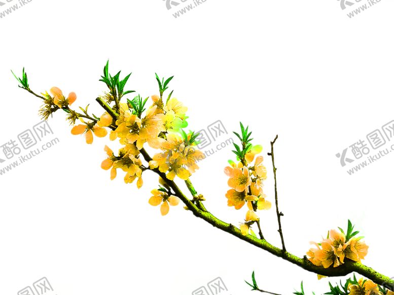 编号：75598509231137474569【酷图网】源文件下载-花素材