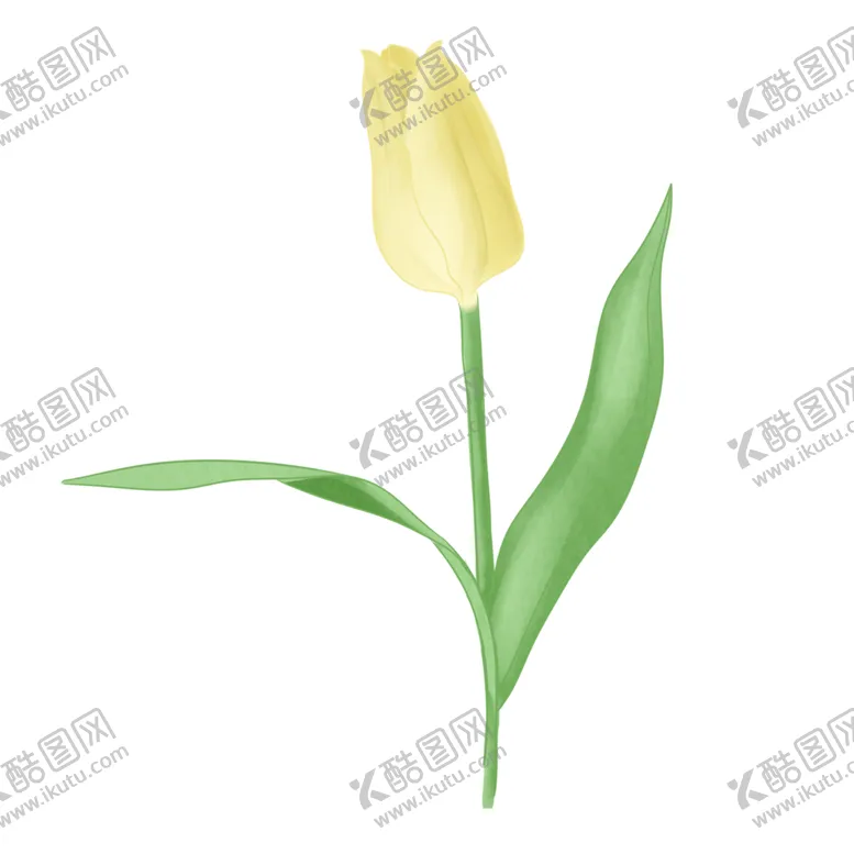 编号：36352402060550124693【酷图网】源文件下载-手绘水彩郁金香花