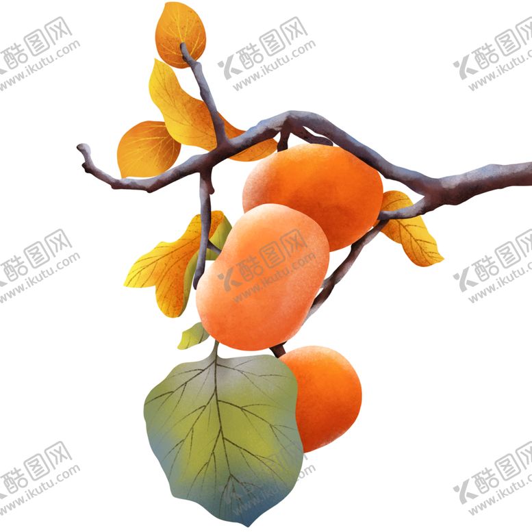 编号：80365704202009551150【酷图网】源文件下载-冬季柿子素材