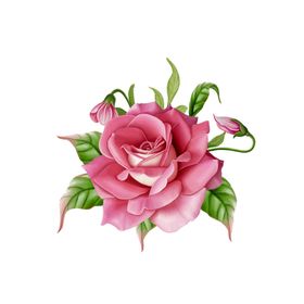 玫瑰花装饰素材